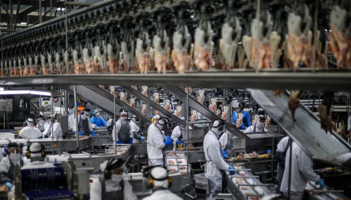  Paraná exportou frango para 150 mercados internacionais em 2025, maior patamar do País 